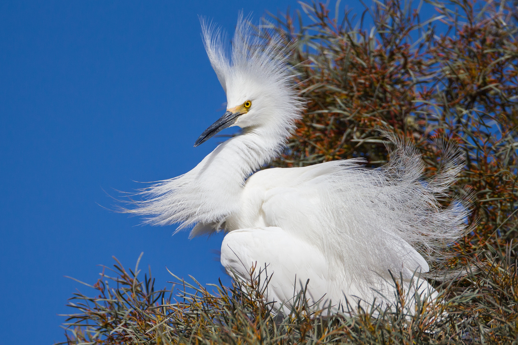 Snowy egret