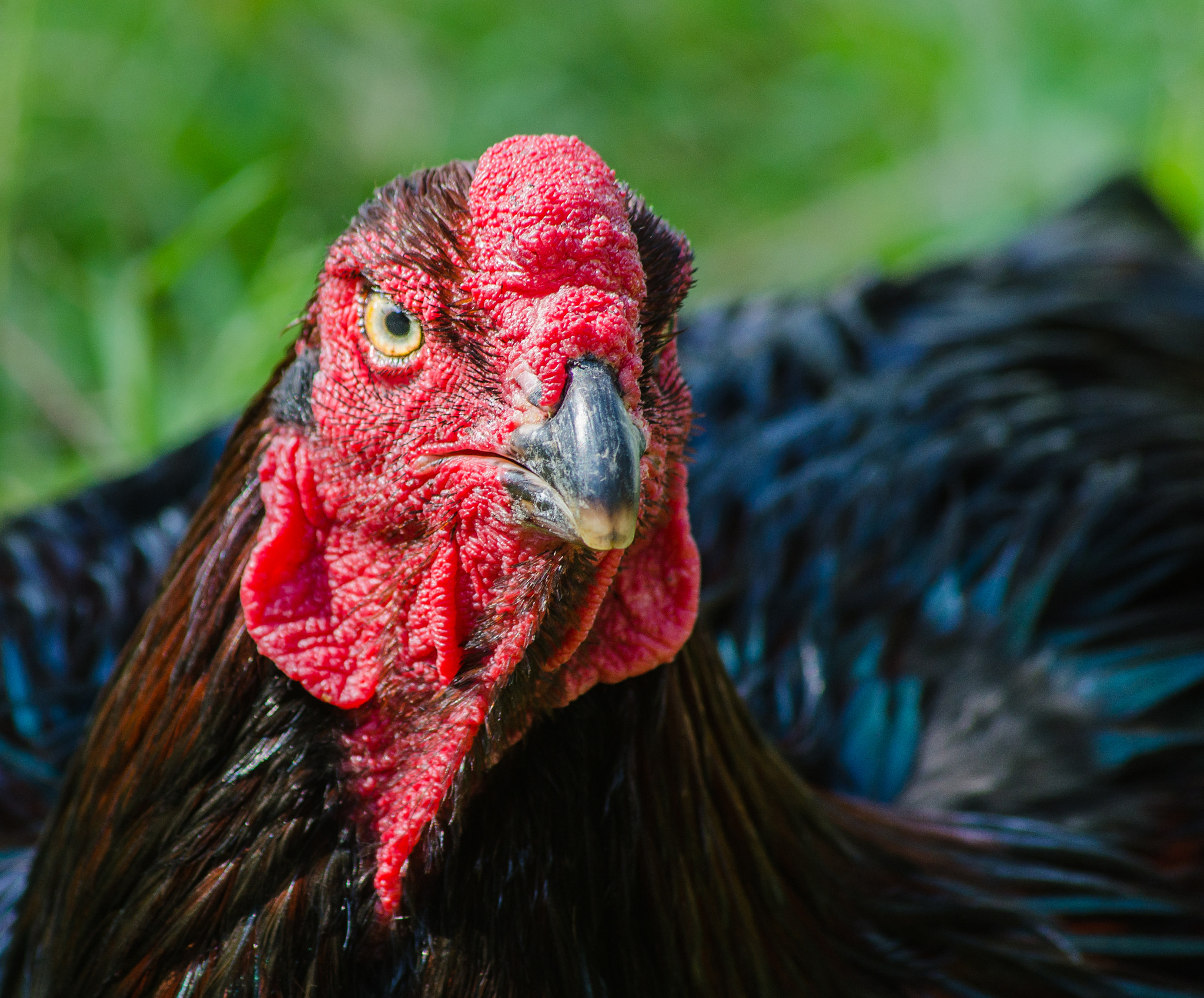 Black/Red Shamo cock.