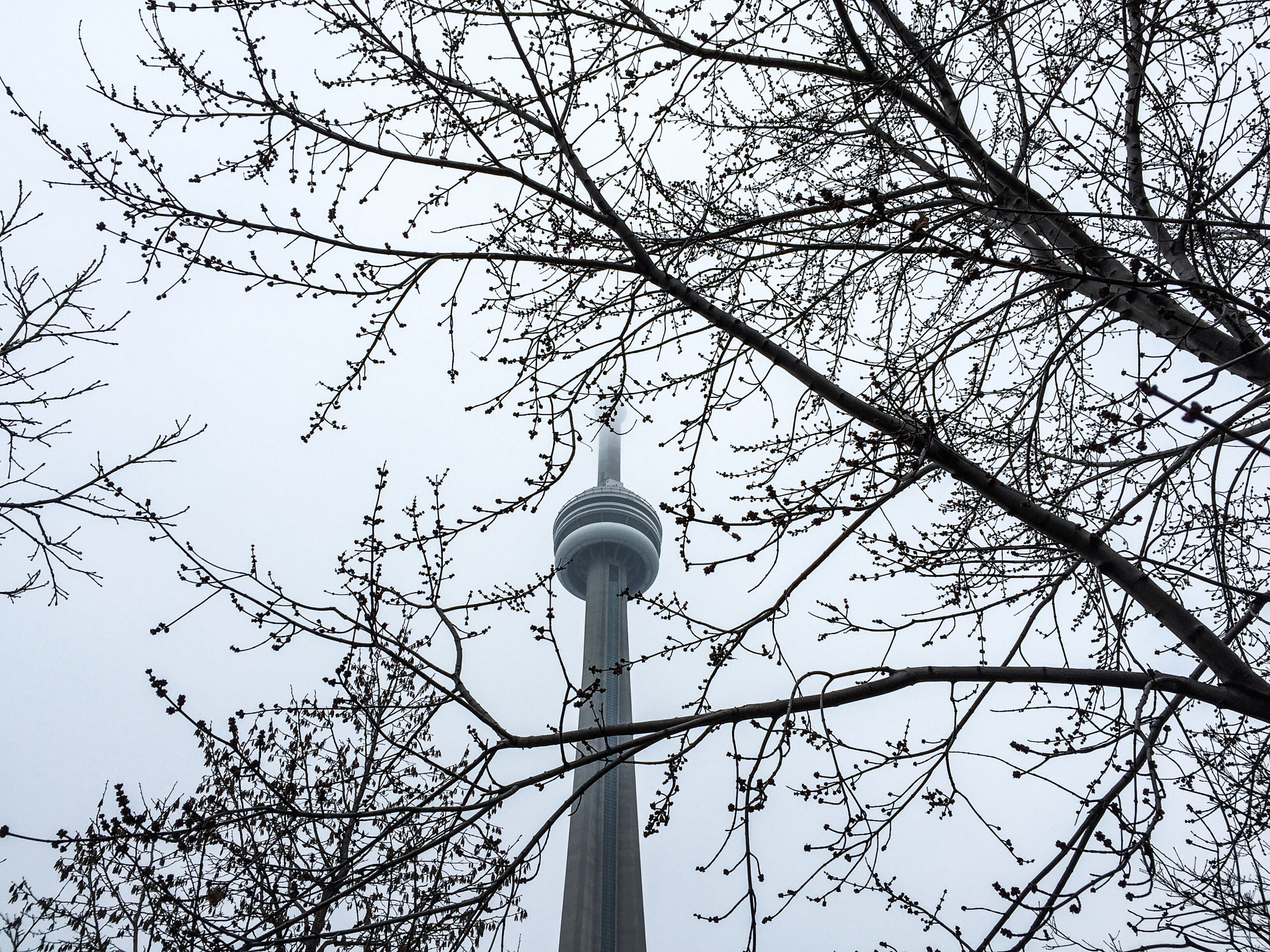 CN Tower caught in trees