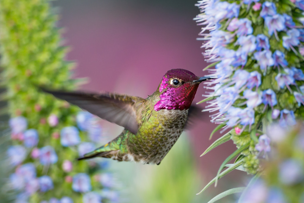 Anna's hummingbird by Eva Lee on 500px.com