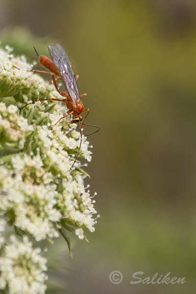 Avispa (icneumónido Ichneumonidae Hymenoptera) by Santiago  Vidal Bort on 500px.com