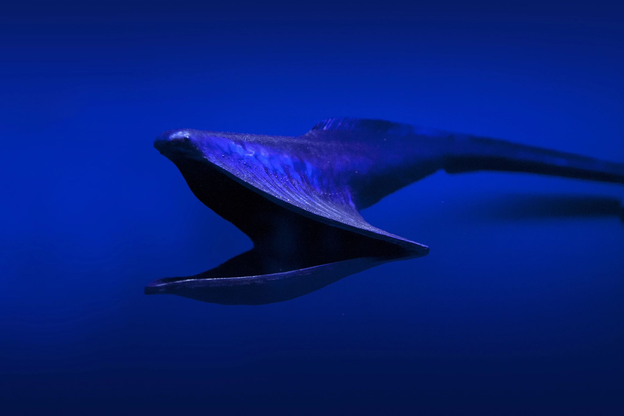 Pelikan Aal pelican eel by Klaus Kreuzer Photo 96863571 / 500px