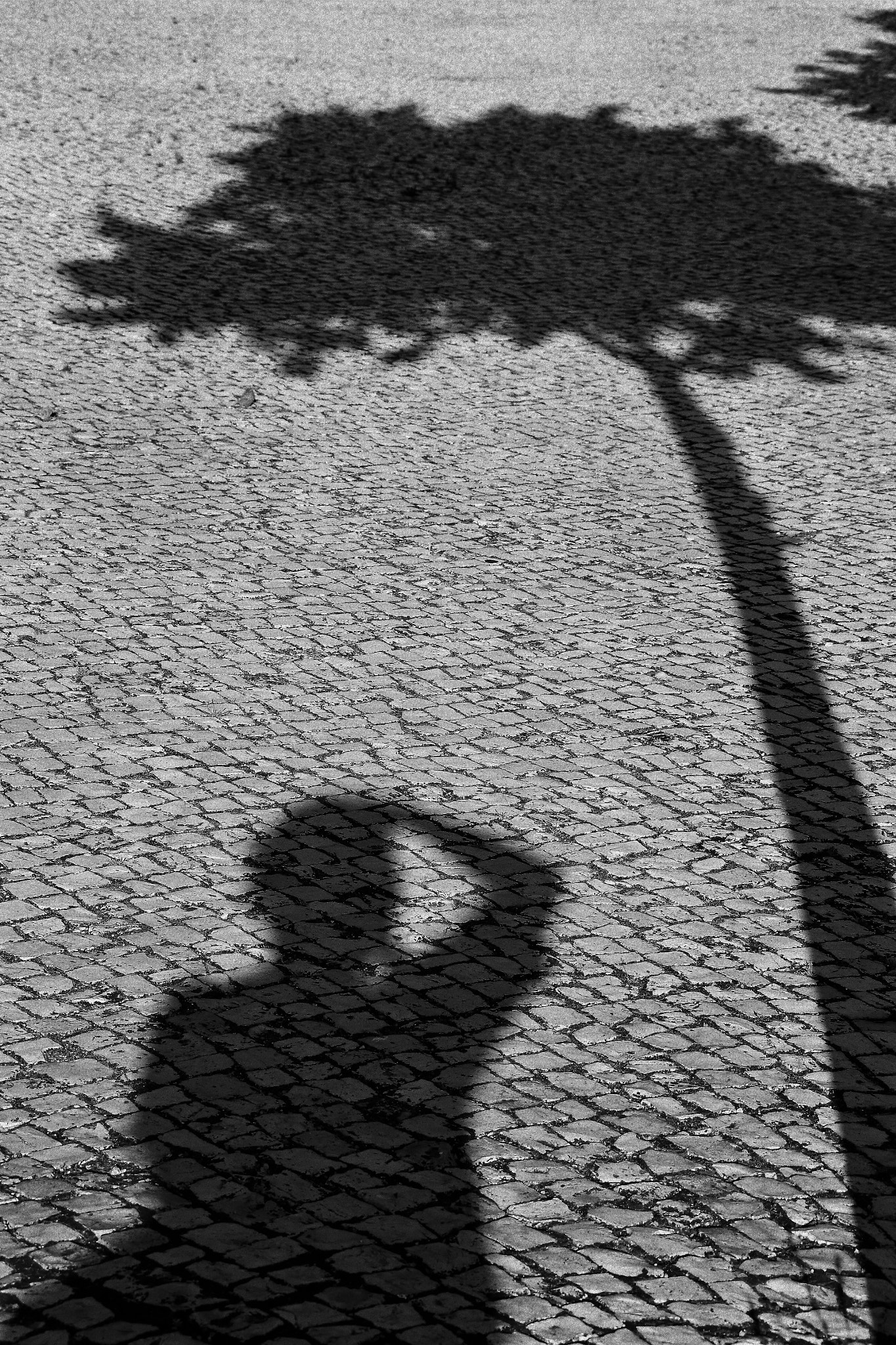In the shadow of the photograph.