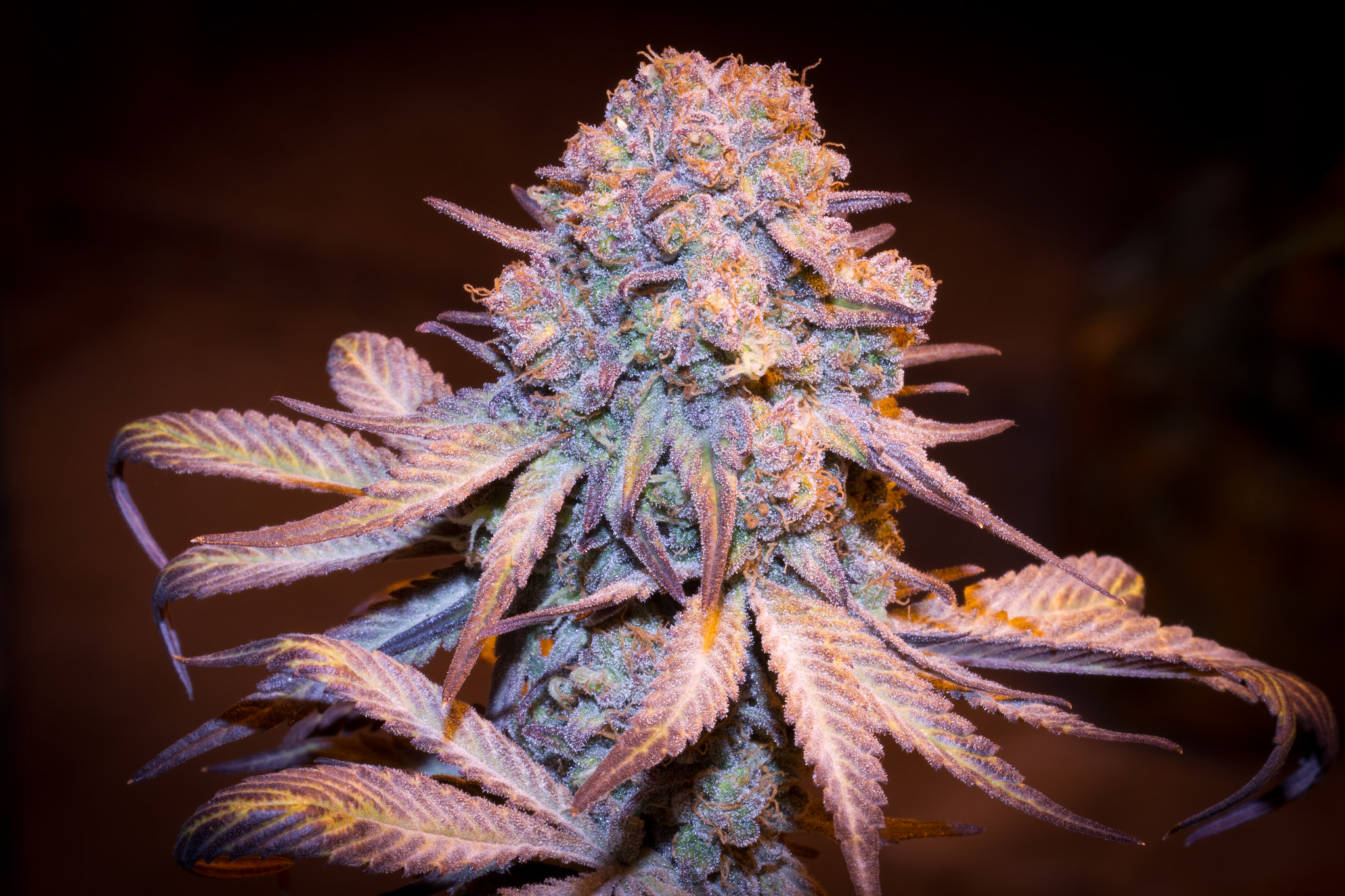 Purple Train Wreck