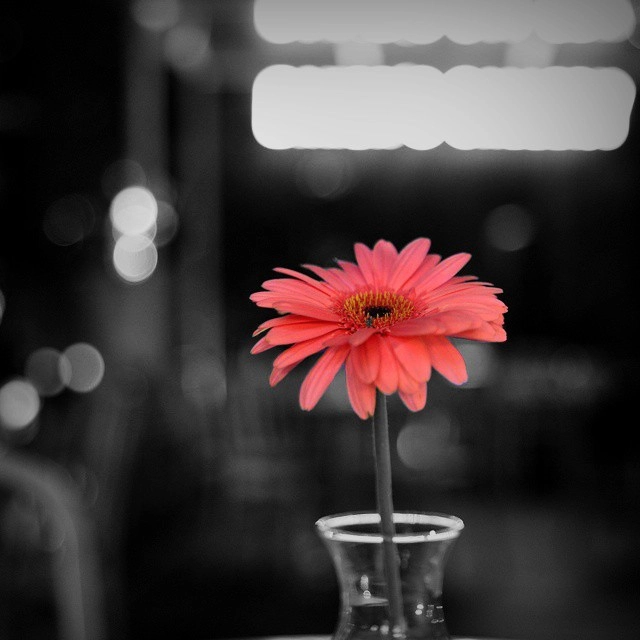 Gambar Bunga Vsco Gambar Bunga