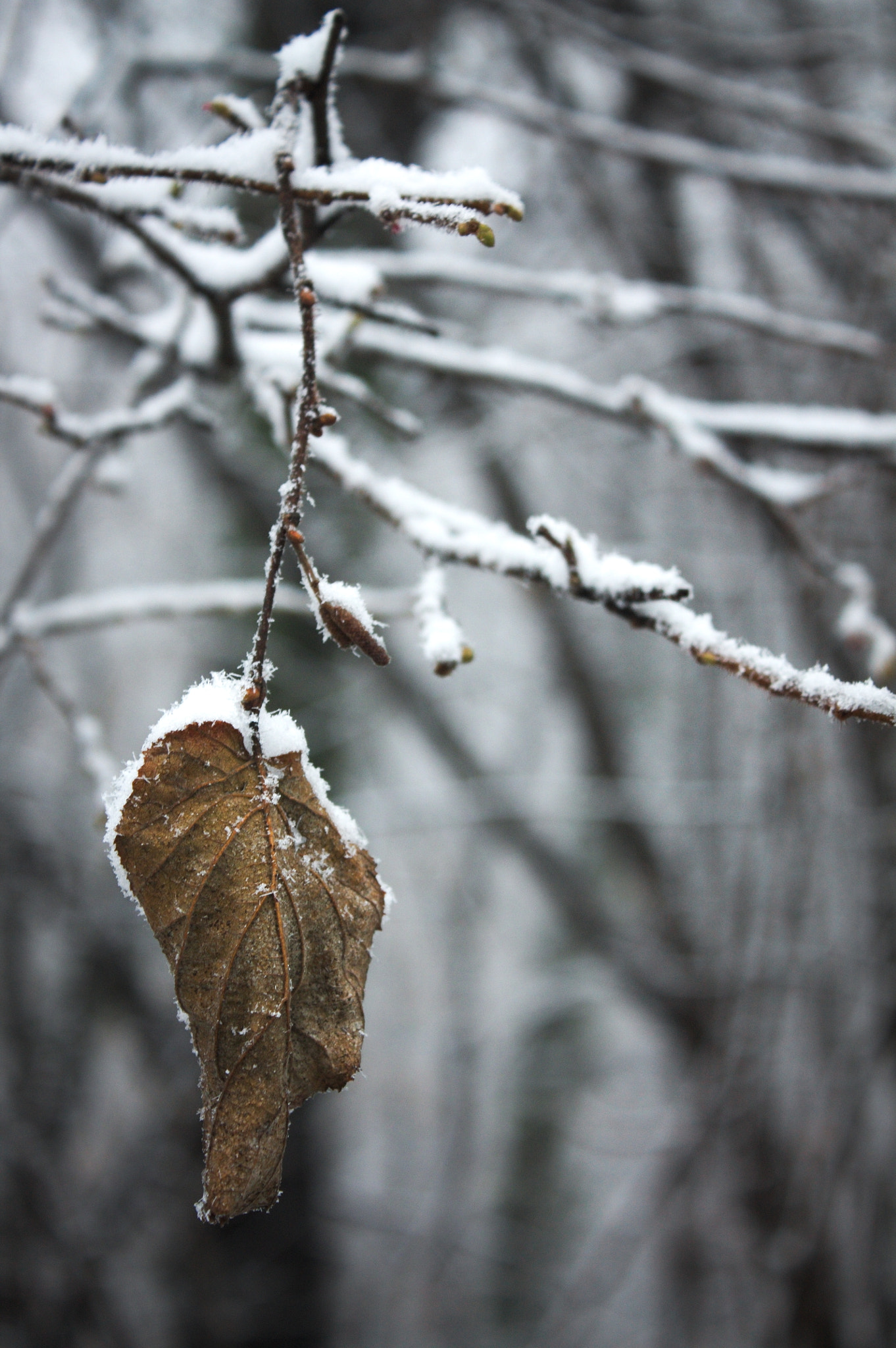 Winter is here