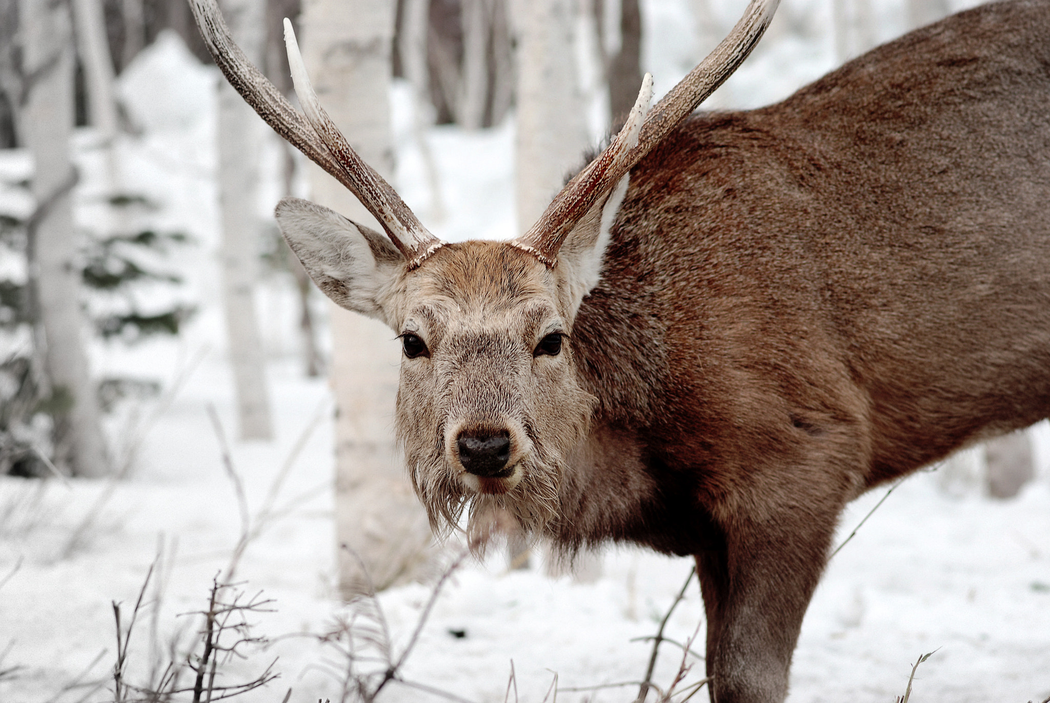 Hokkaido (16) -Japan-