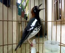 Ciri Burung Anis Kembang Jantan Berkualitas By Chandra Rukmana