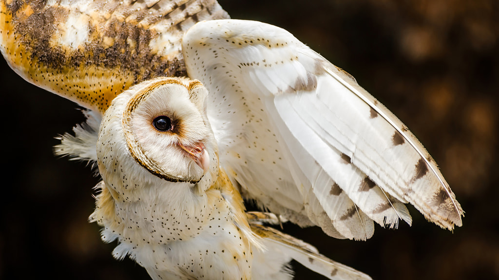 Angelic Owl by Nathan Sedlak on 500px.com