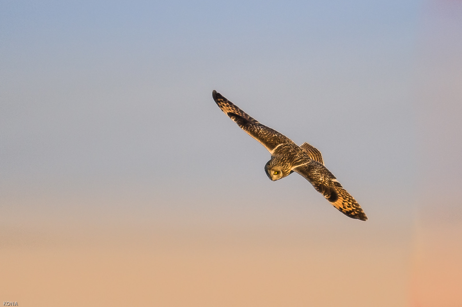 Nikon AF-S Nikkor 400mm F2.8G ED VR II sample photo. Komimi photography