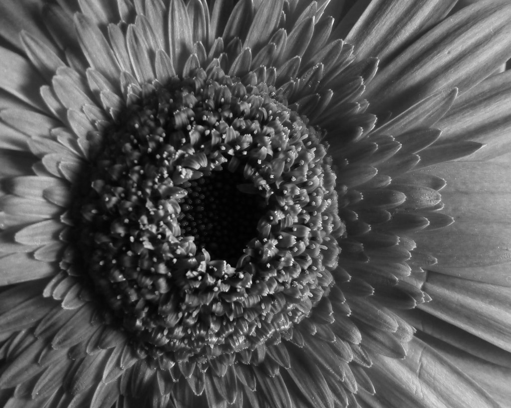 B&W flower by Reuben Kinny on 500px.com