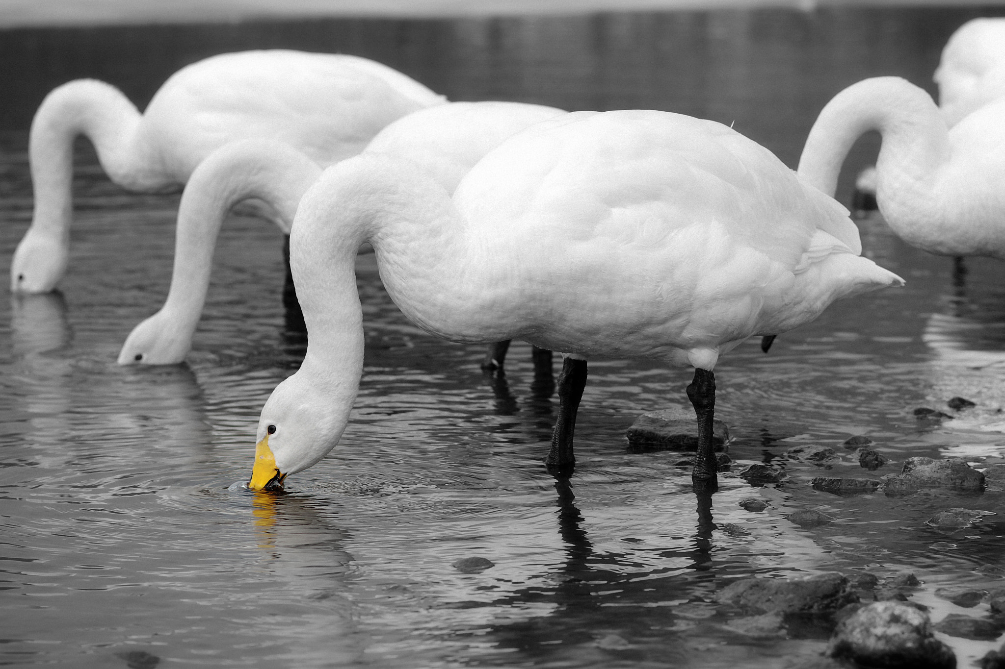 Hokkaido (20) -Japan-