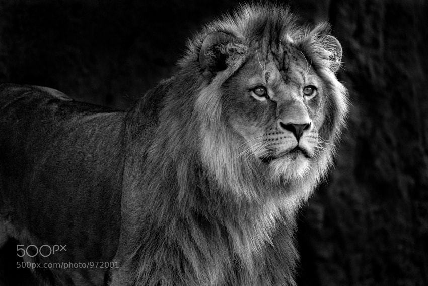 Young Lion by Wolf Ademeit
