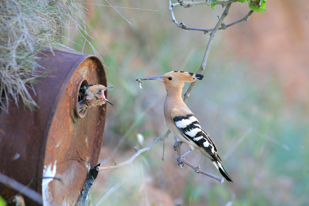 hoopoe, upupa epops by Daniel  Acevedo photography on 500px.com