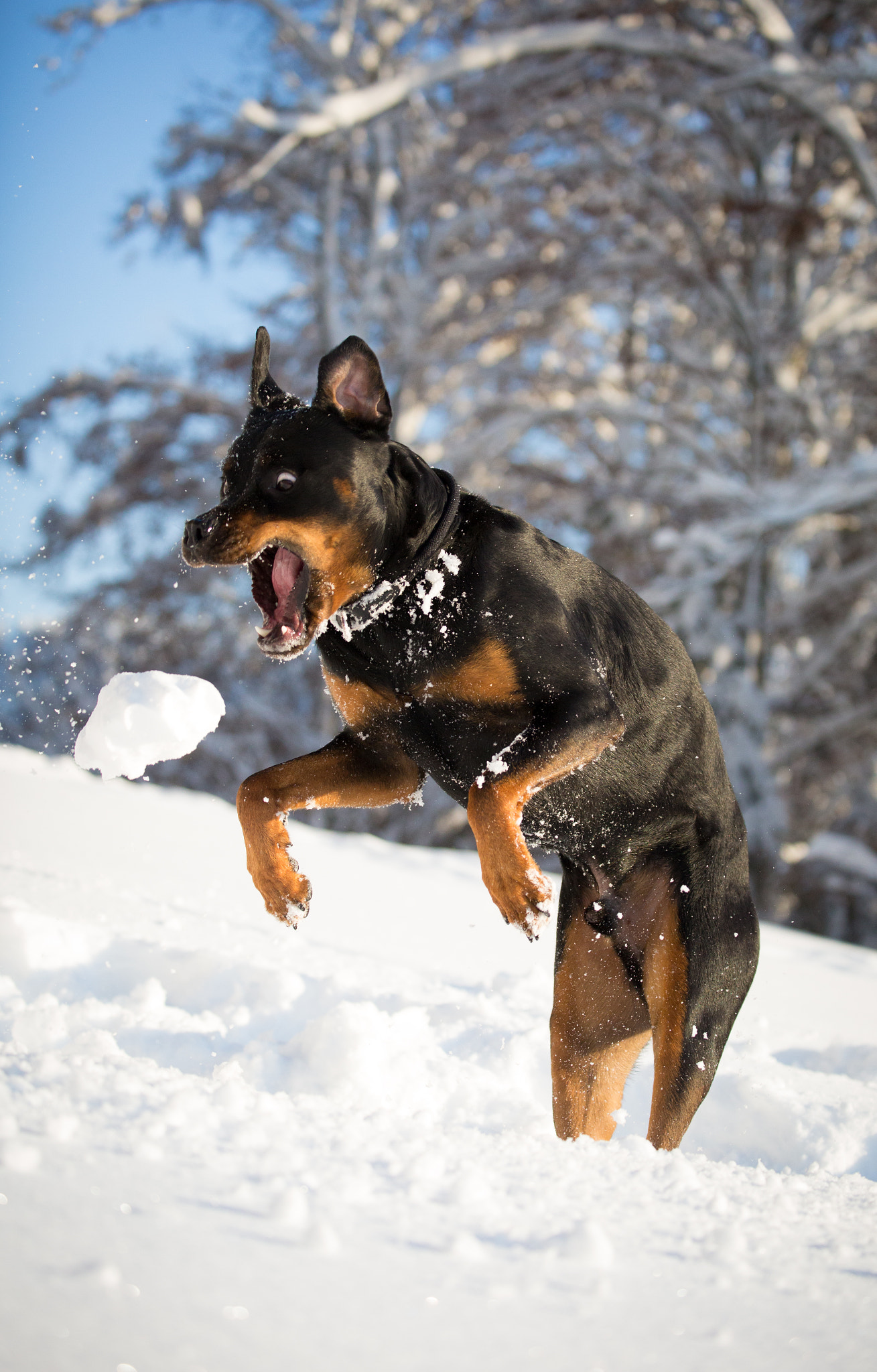 v2?sig=2ebec85172773ba4b21e4d4e5bb54c4161ff1d46e21e1649a7644ccd451debfd