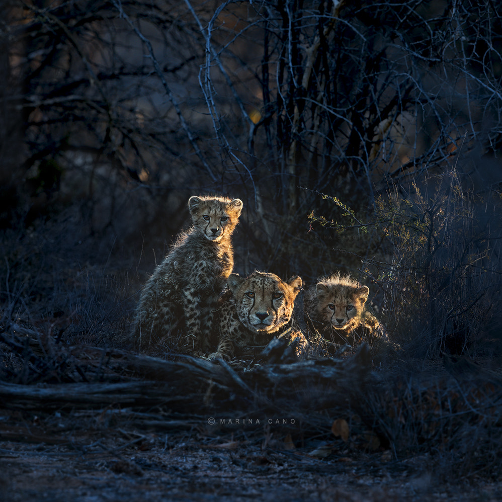 Canon EF 600mm F4L IS II USM sample photo. Namibia photography
