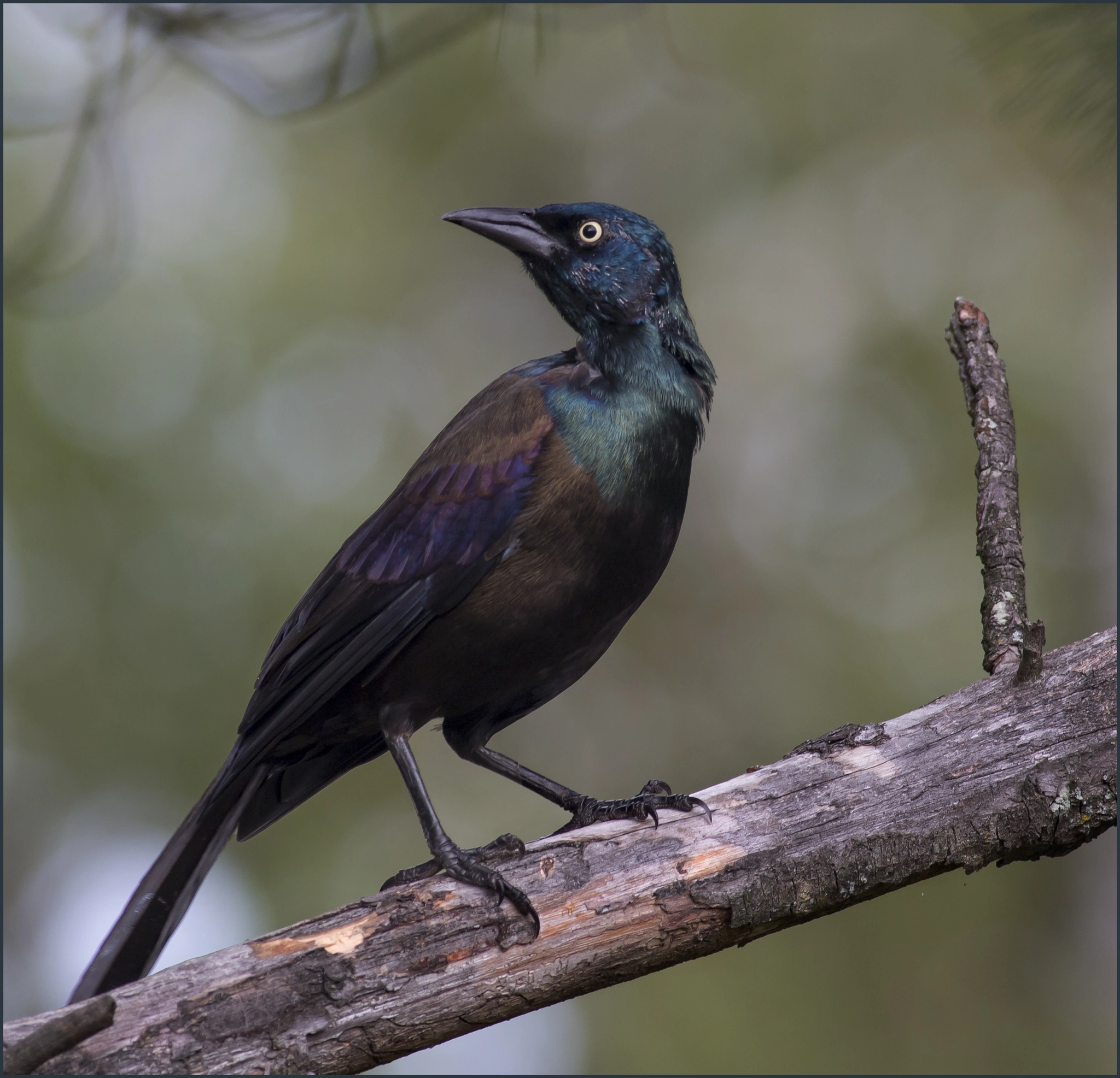 female-common-grackle-by-steven-rossi-photo-97427539-500px