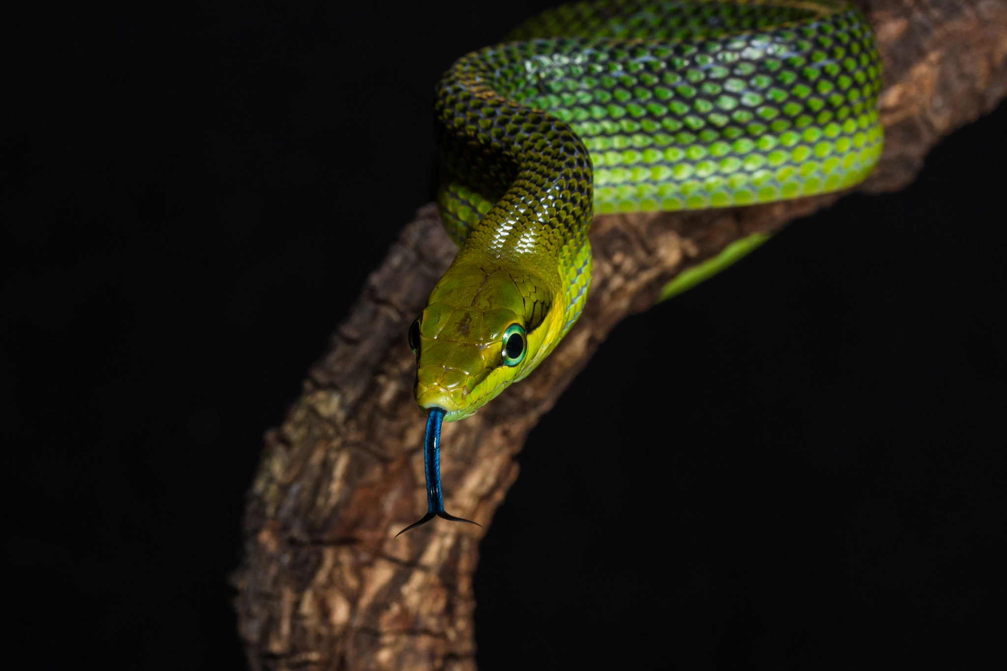 Gonyosoma Oxycephalum By Romain Seignez   500px