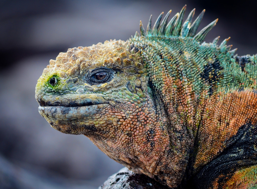Photograph Iguana, Galapagos, Isabela by Miles Chai on 500px