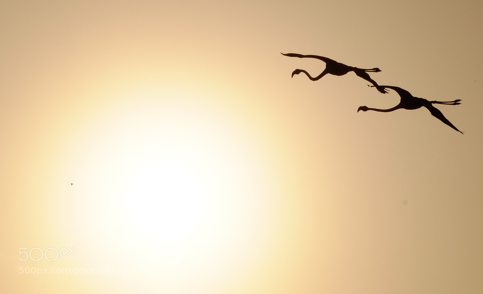 Fujifilm X-T1 sample photo. Flamingos in camargue pont photography