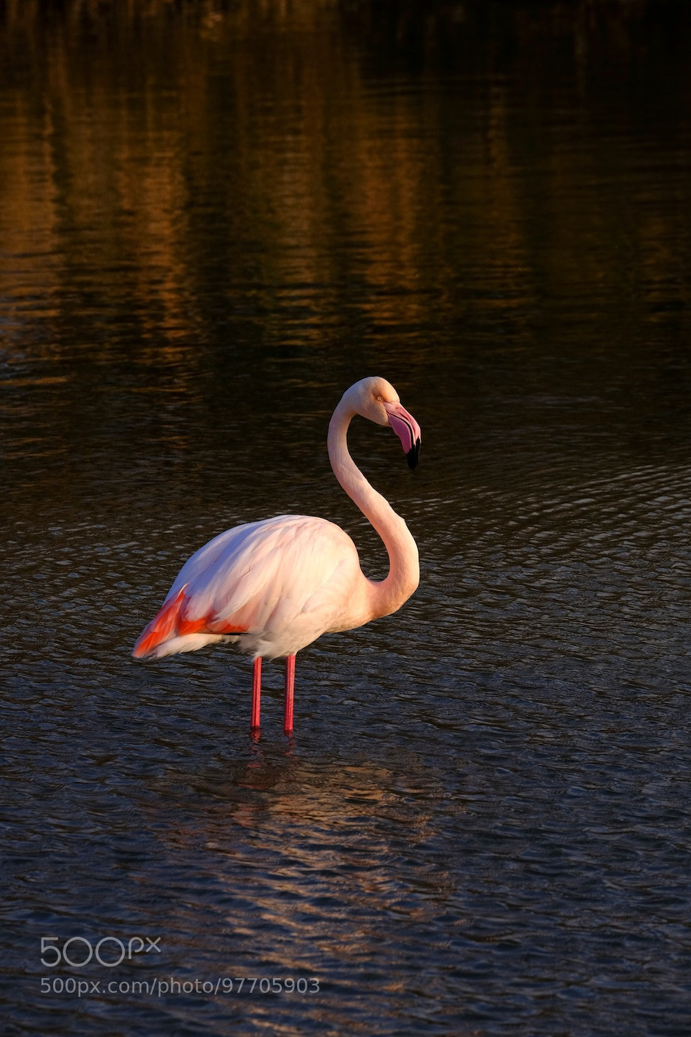 Fujifilm X-T1 sample photo. Flamingos in camargue pont photography