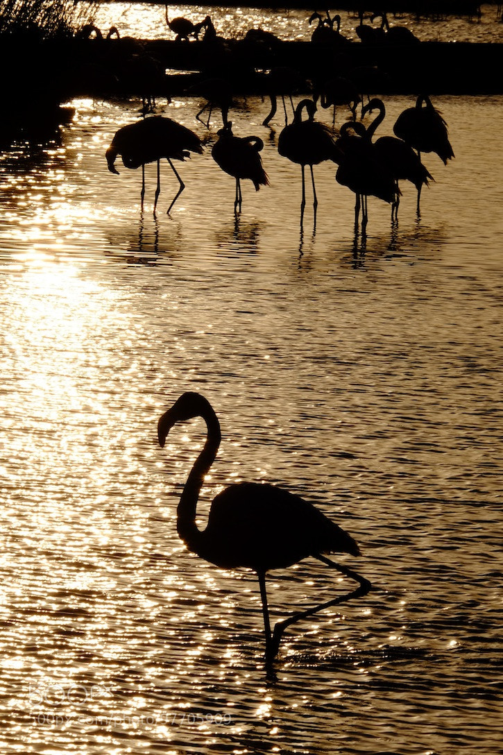 Fujifilm X-T1 sample photo. Flamingos in camargue pont photography