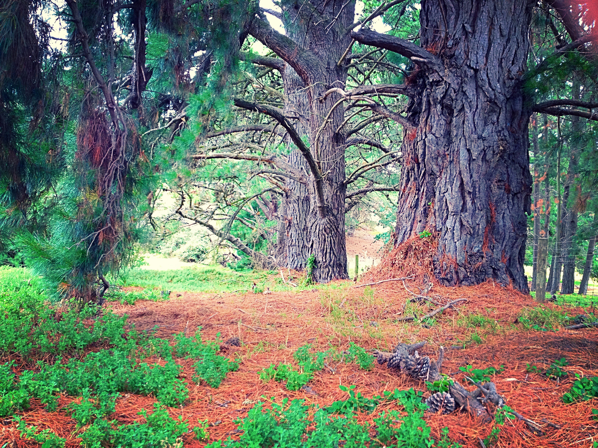 Pine forest