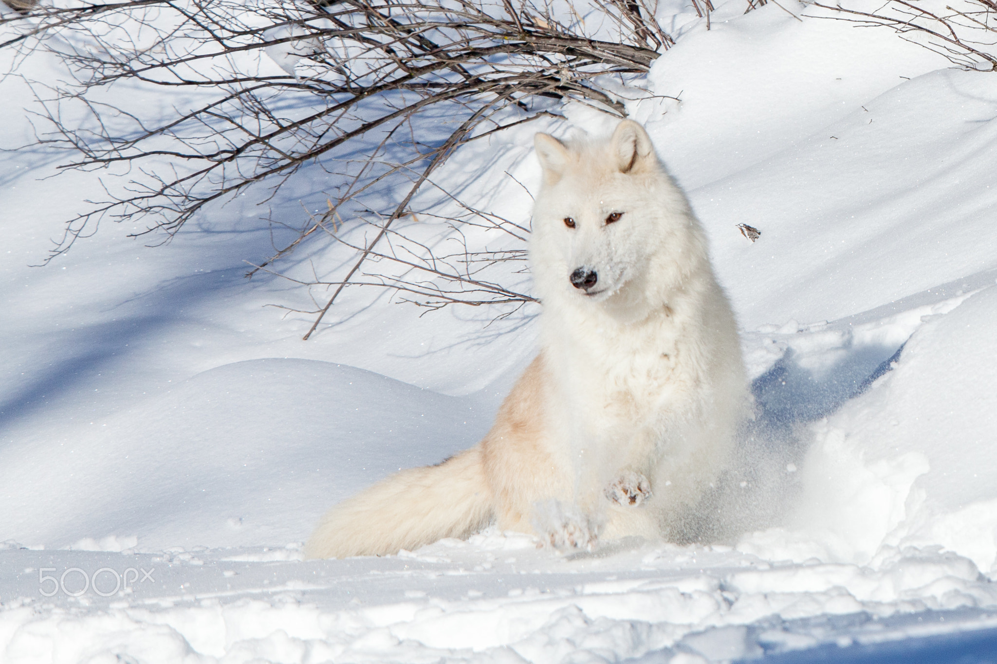 Arctic Wolf