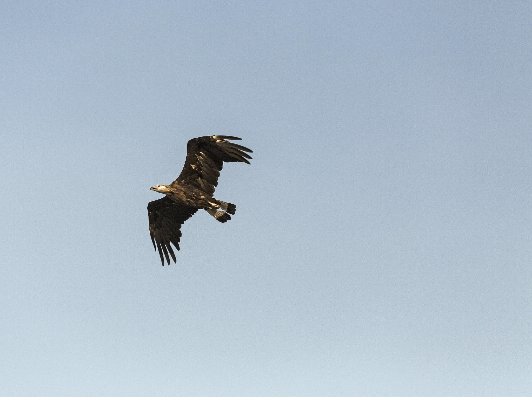 Pallas's Fish Eagle