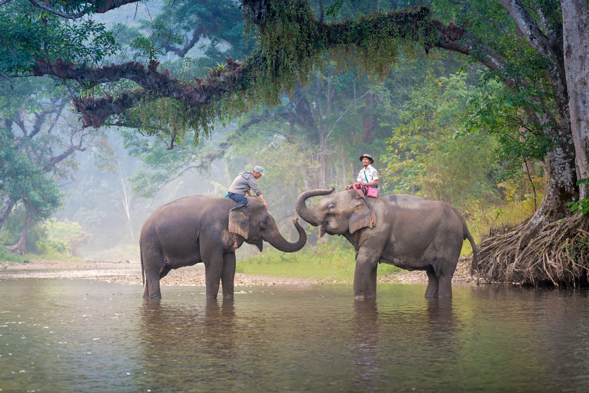 Thai Elephants