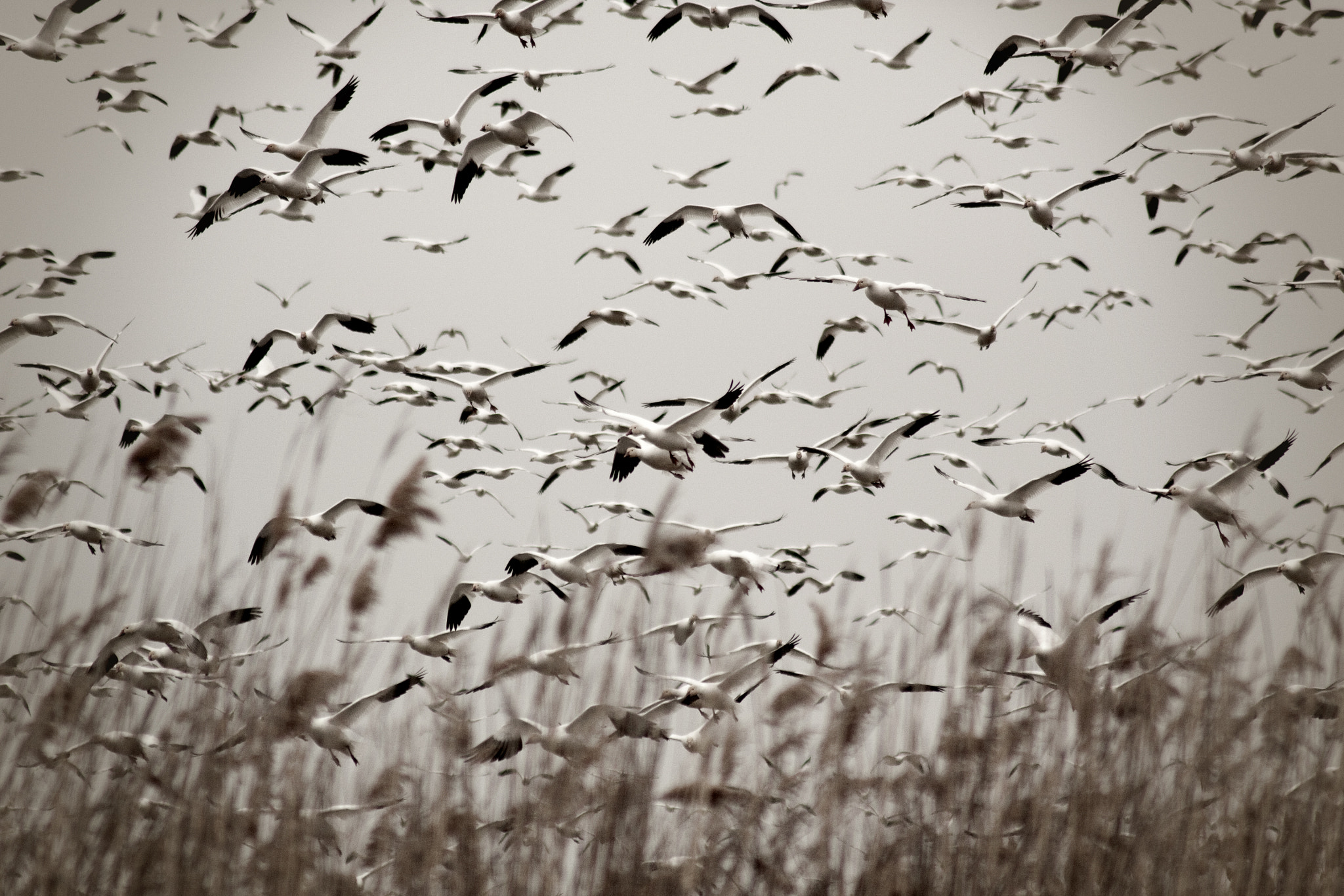 Ft. Boise Snow Geese