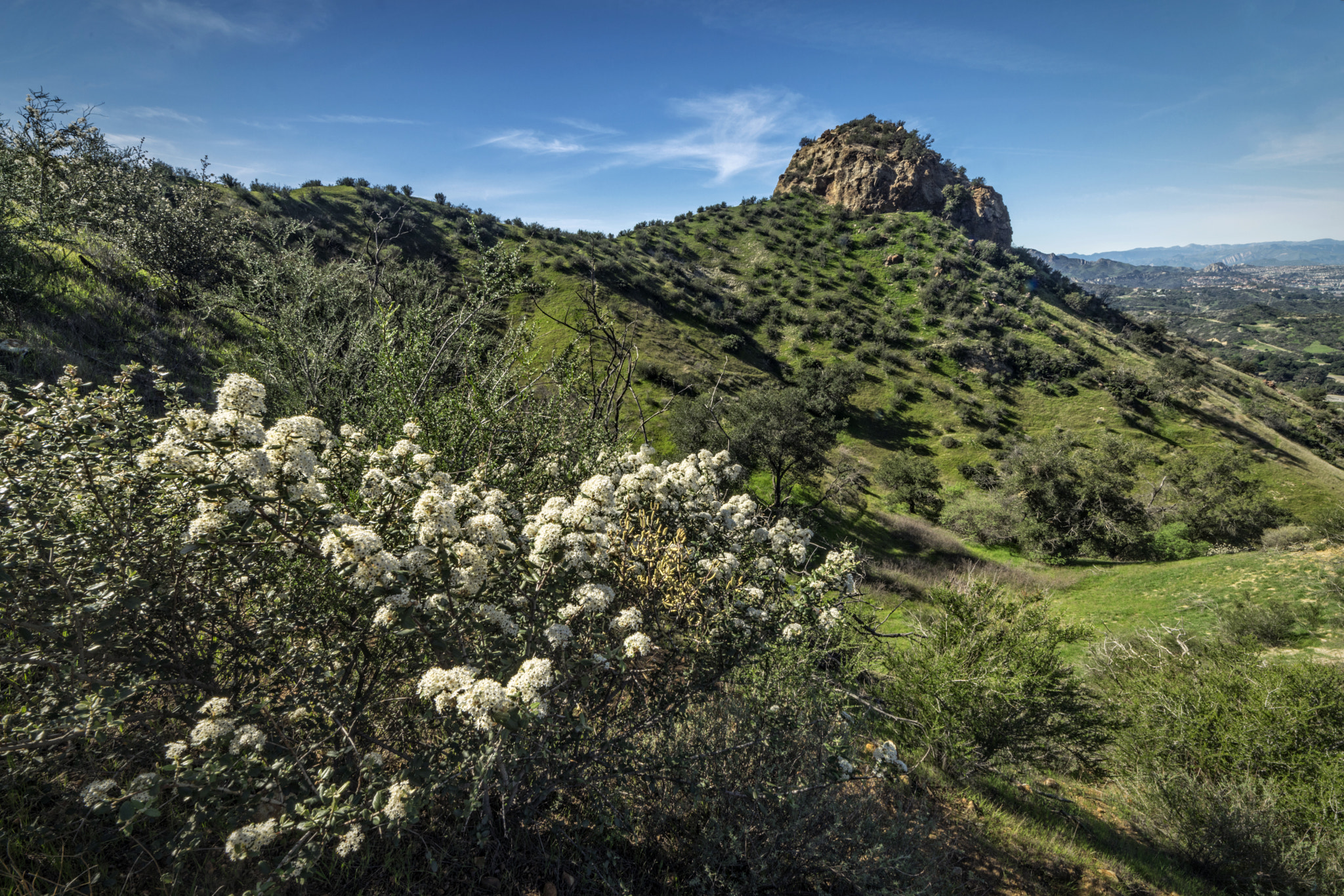 Peak and Flowers at Elsmere Canyon