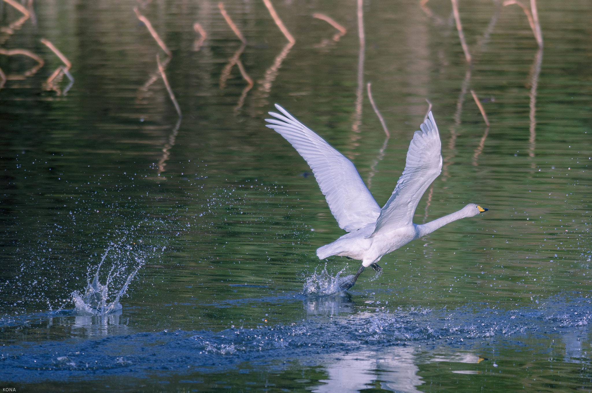 Nikon AF-S Nikkor 400mm F2.8G ED VR II sample photo.   take-off photography