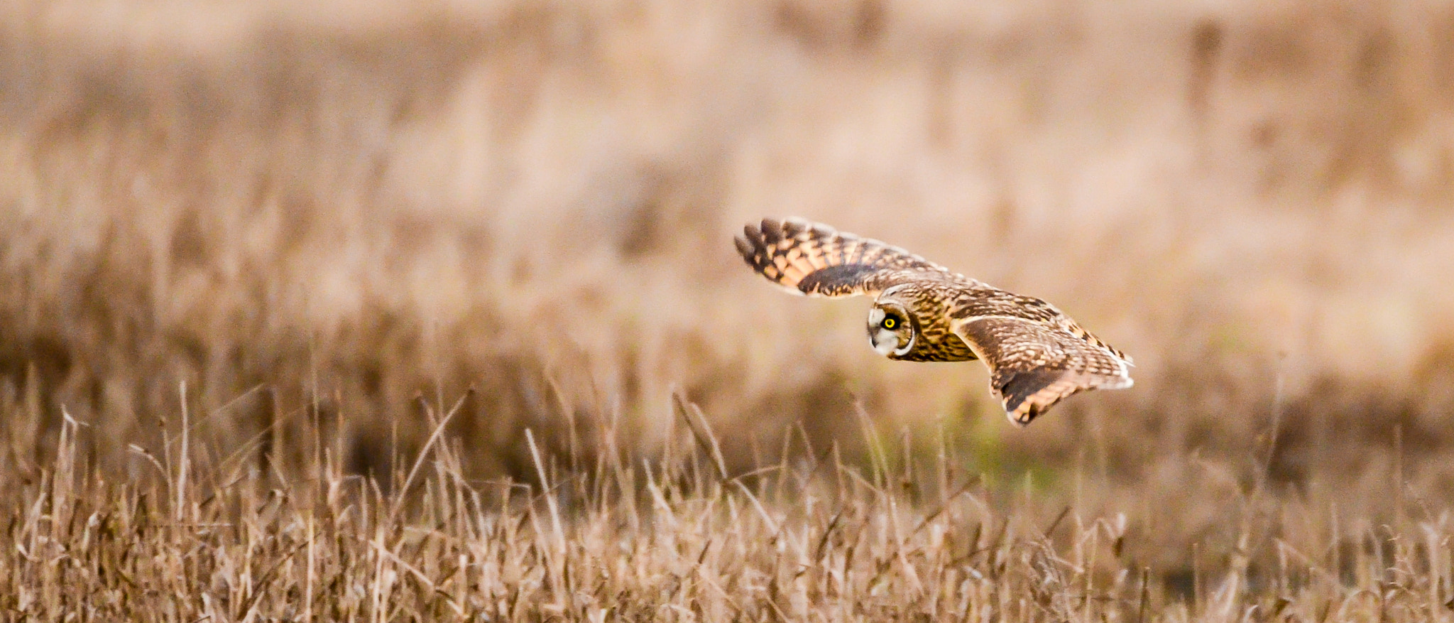 Short-Eared Owl