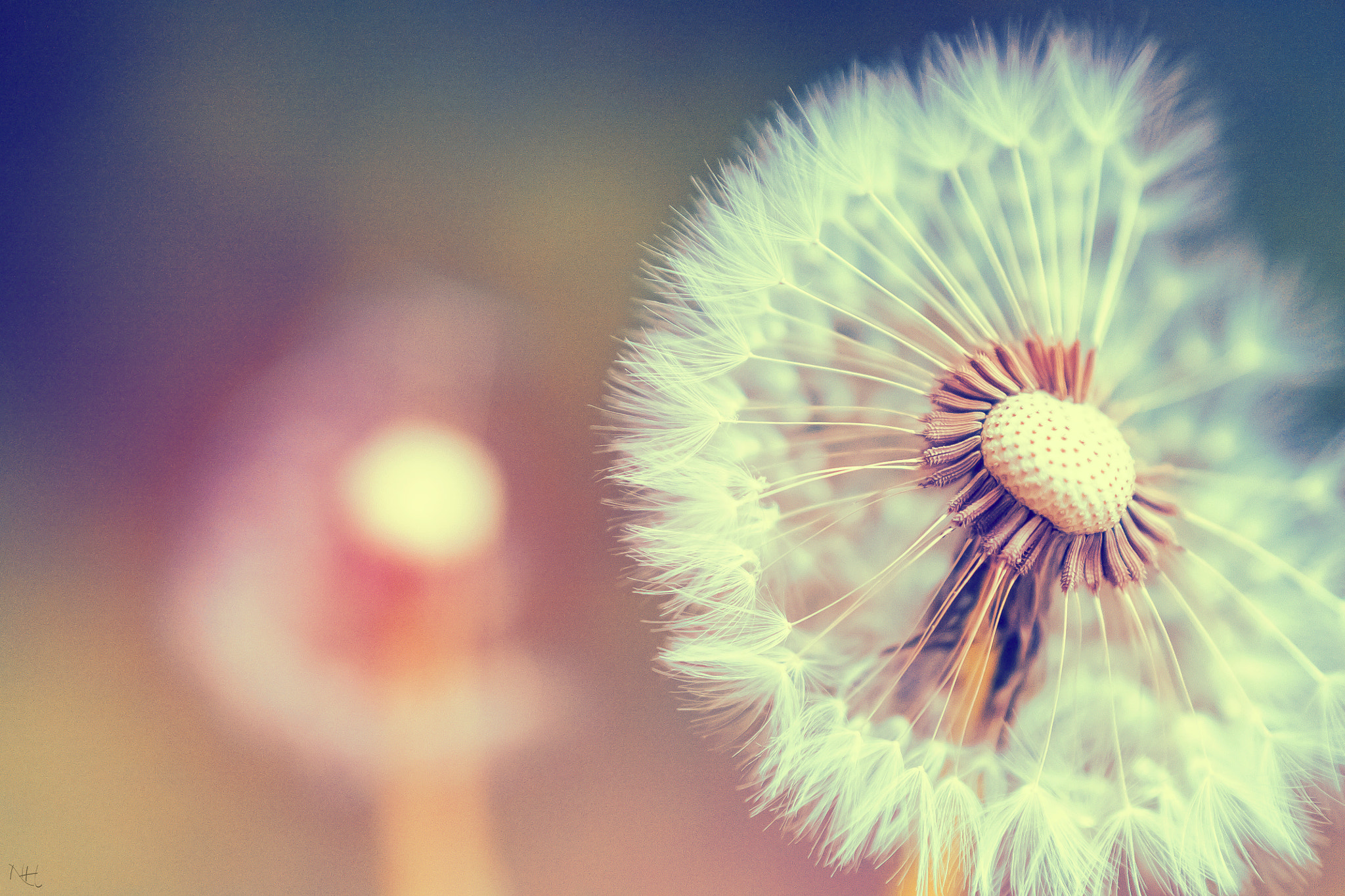 Dandelion III