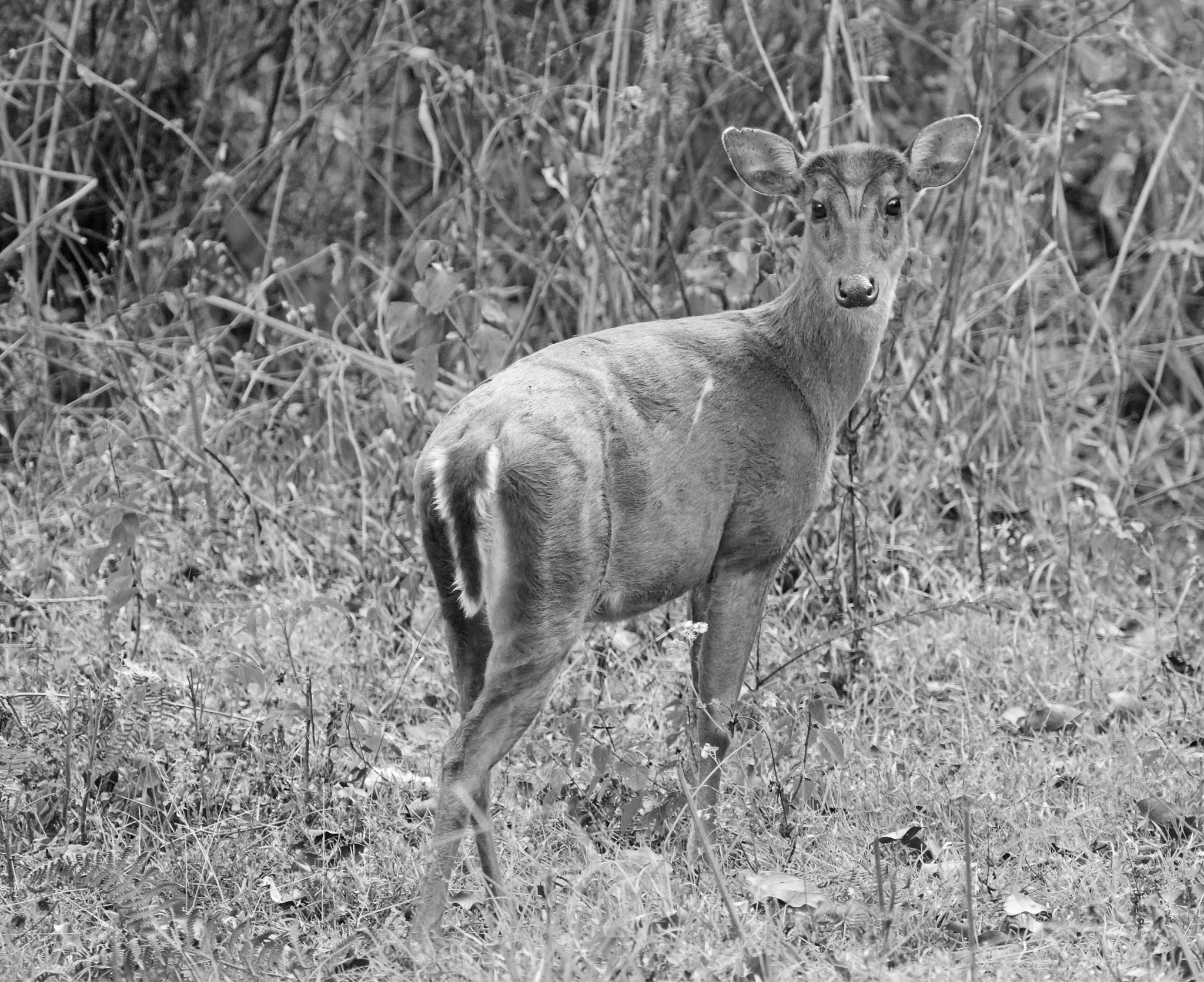 Barking Deer - Muntjac