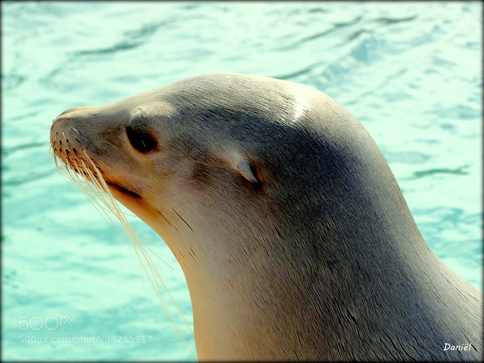 Sony Cyber-shot DSC-HX300 sample photo. Sea calf ... .. . photography