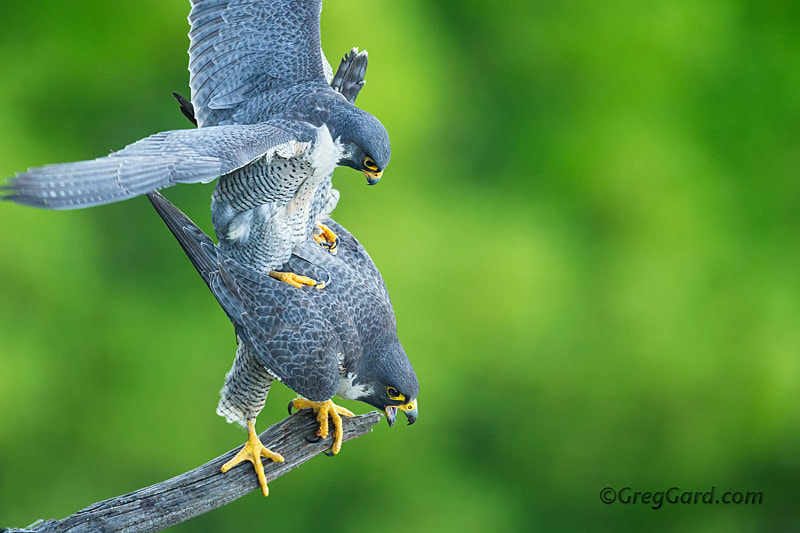 Peregrine Falcons mating