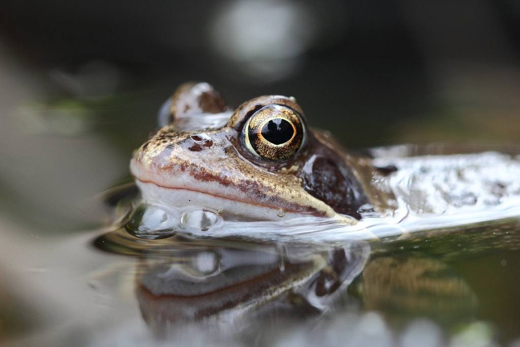 Prince Charming by Neal on 500px.com