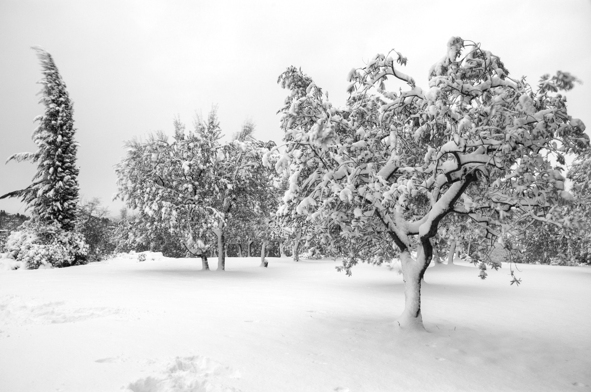 Snow in the garden