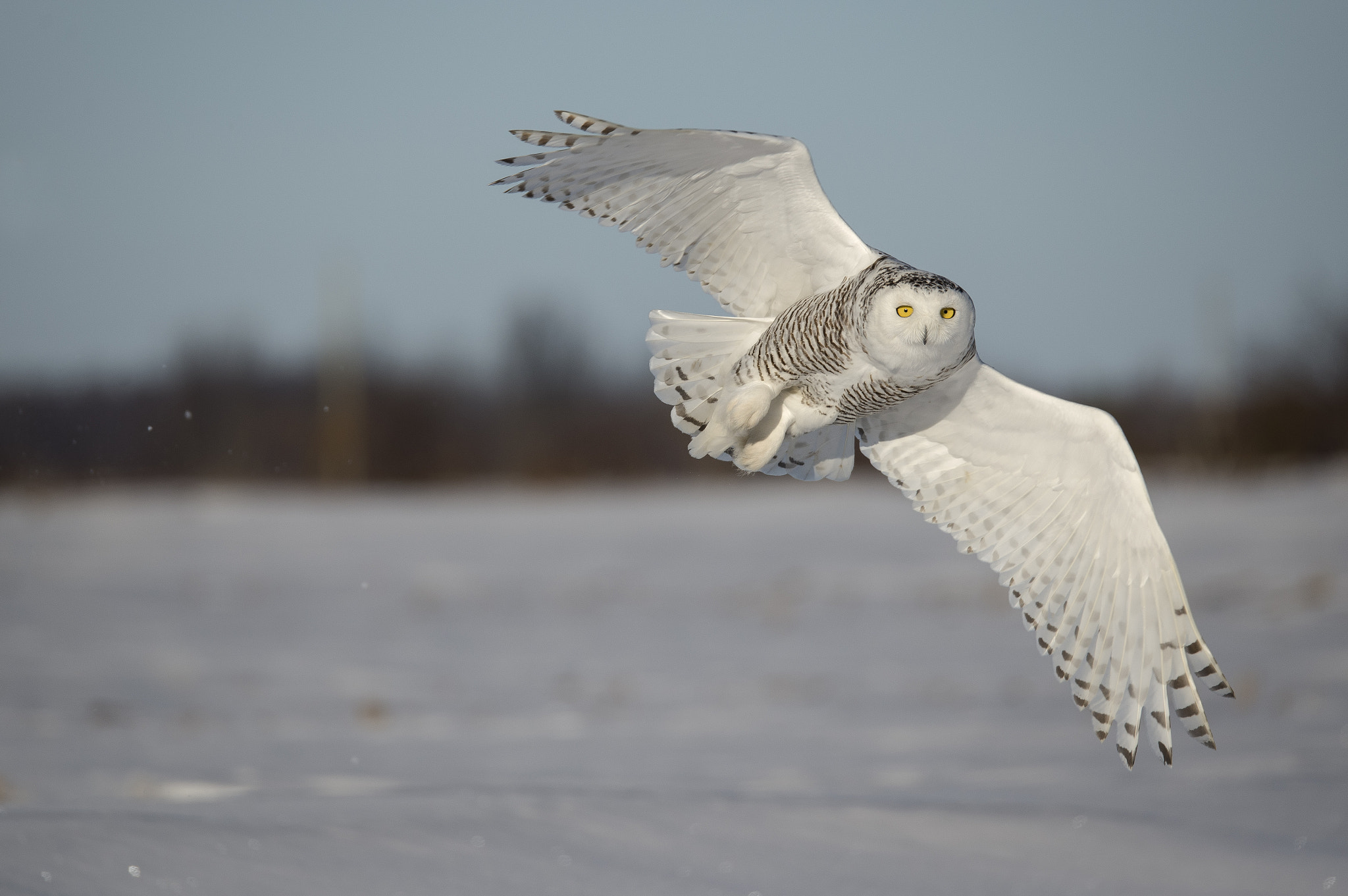 snowy test photo with new sigma 150-600mm sport lens