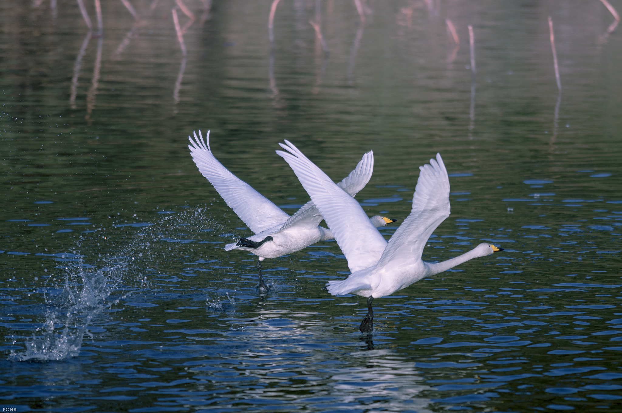 Nikon AF-S Nikkor 400mm F2.8G ED VR II sample photo. Swans photography