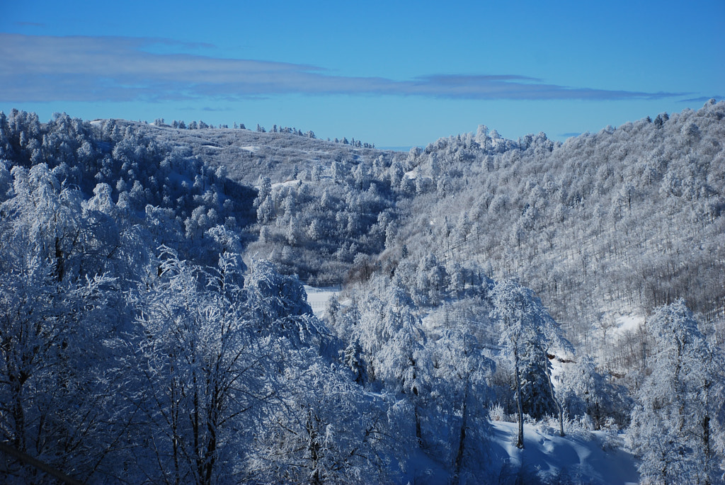 snow&forest by can onay on 500px.com