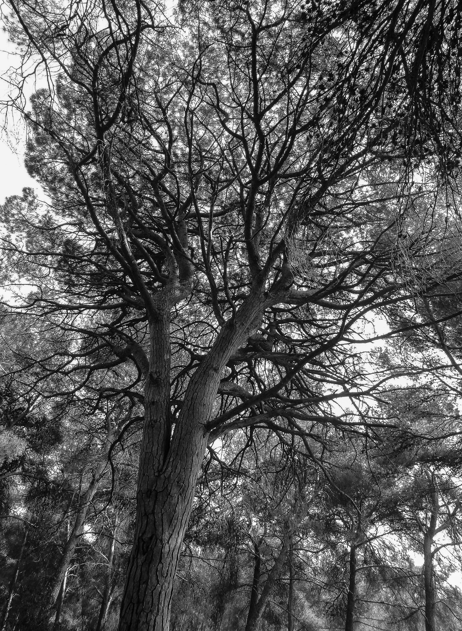 B&W Pine Tree Provence