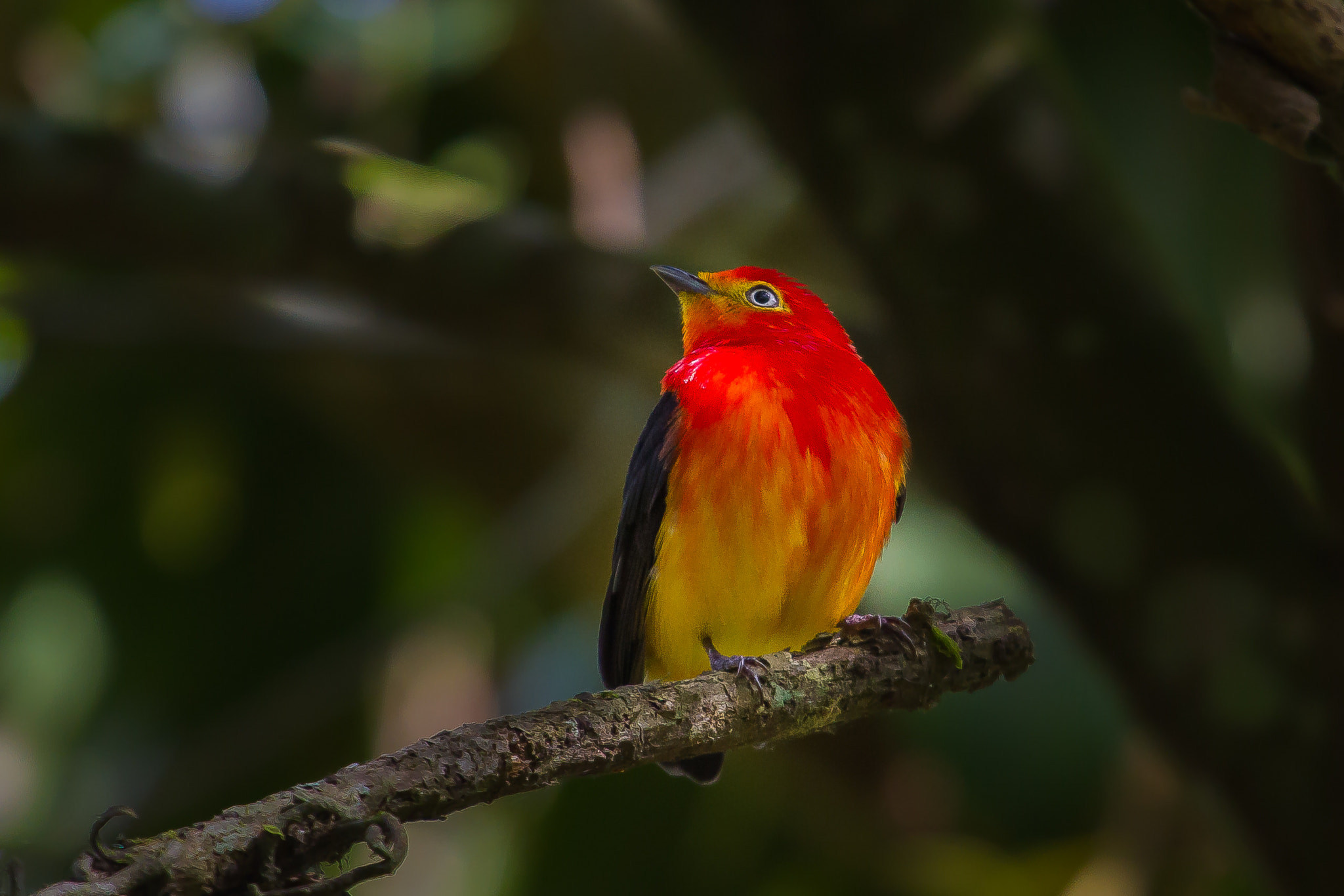 Band-tailed Manakin By Bertrando Campos - Photo 98496699   500px