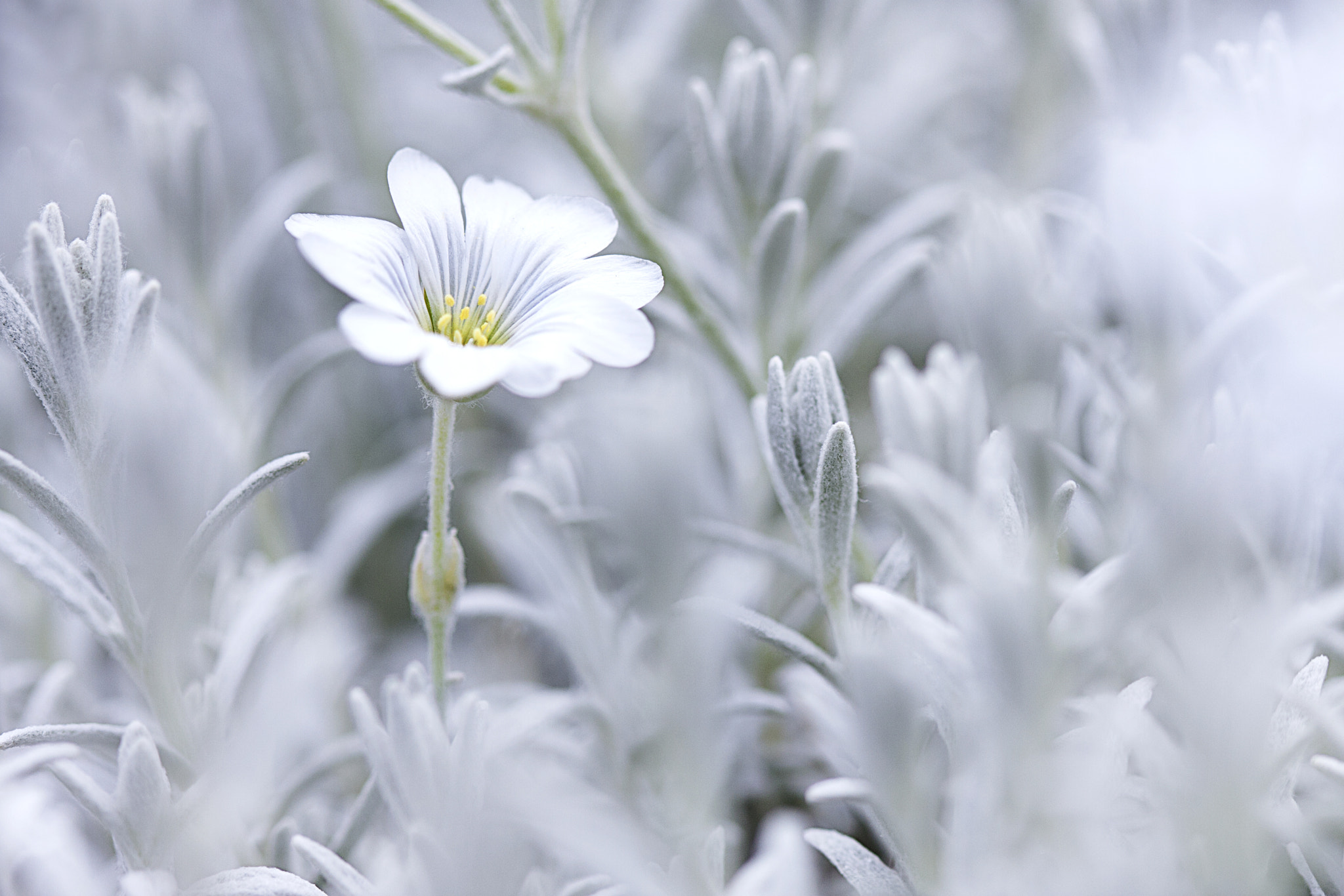 Canon EF 100mm F2.8 Macro USM sample photo. Tiny flower photography