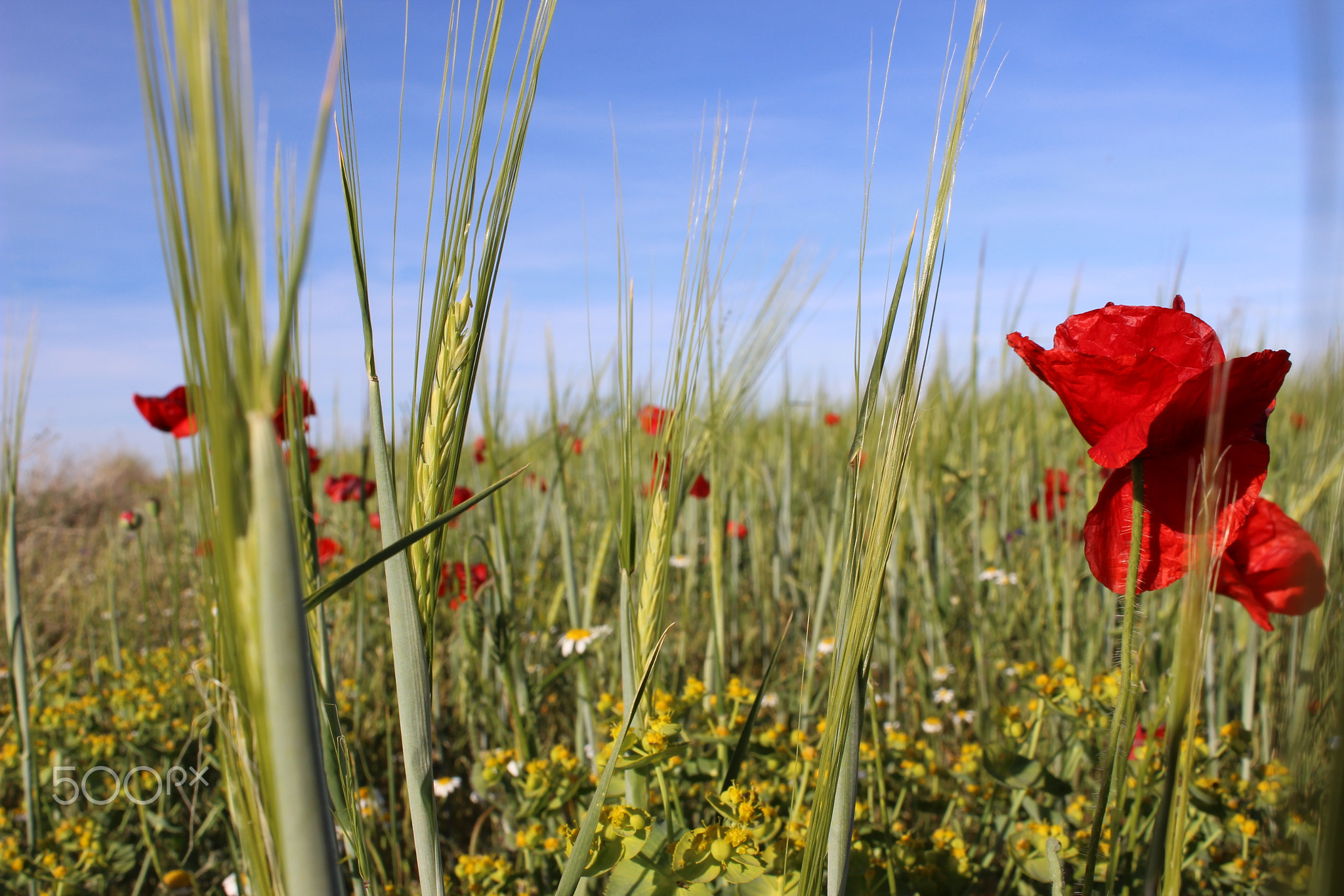 Campo de La Mancha