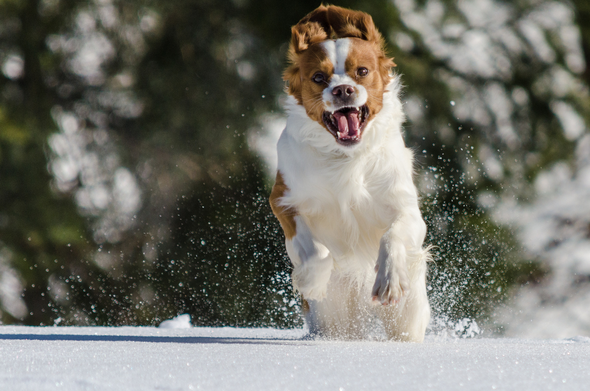 I Love the Snow!!