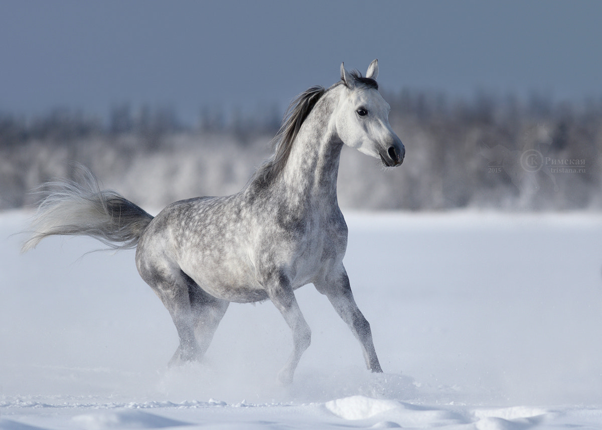 Arabian stallion Maurice Begart Tersk