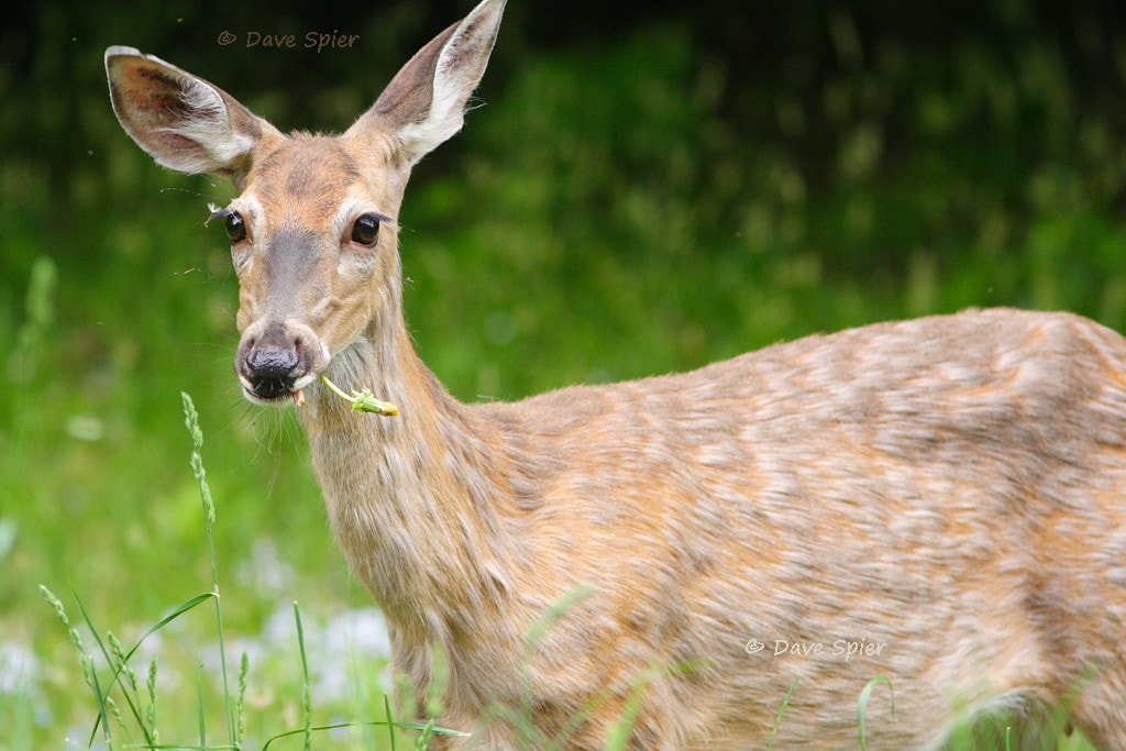 Whitetailed Deer eating a dandelion (NY) by Dave Spier / 500px